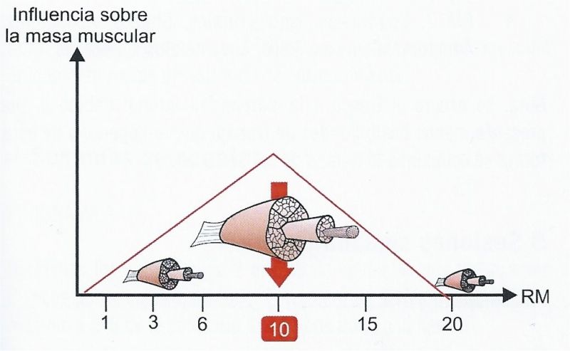 repeticiones-masa muscular