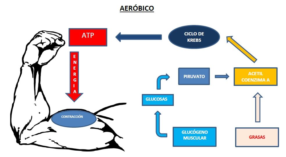 sistema aeróbico