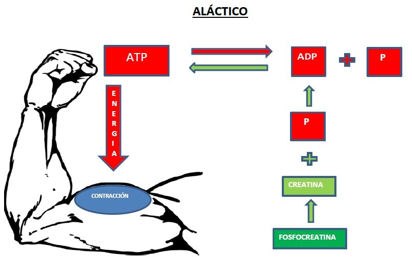 sistema aláctico