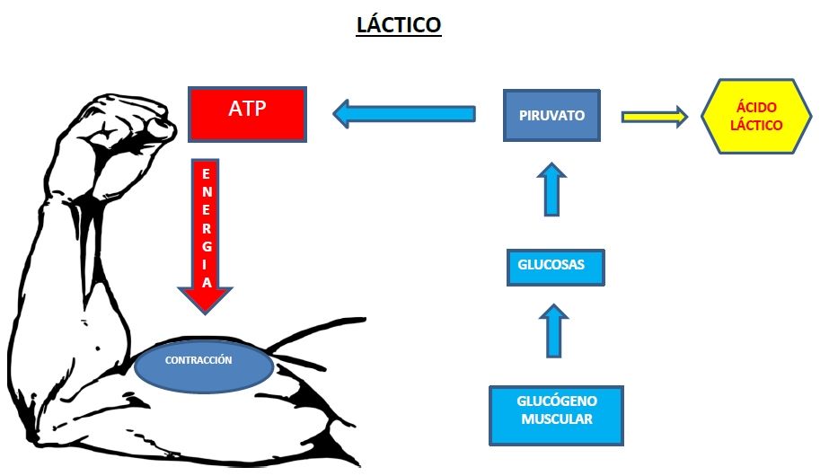 sistema láctico